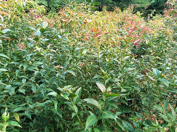 红翅槭苗木种植基地