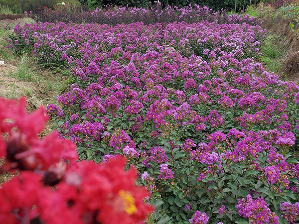 美国紫薇种植基地