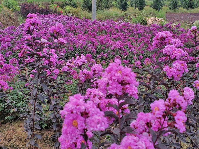 紫薇种植基地