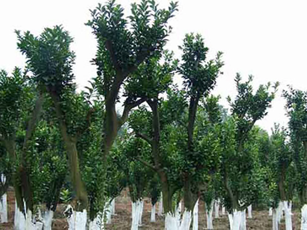 香泡树种植基地