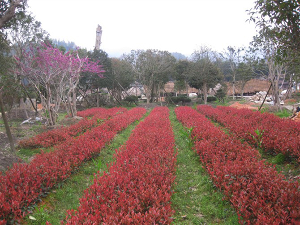 红叶石楠种植基地