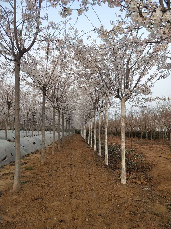 日本樱花种植基地