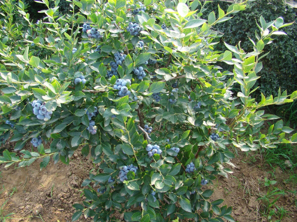 蓝莓苗木种植基地
