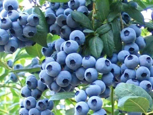 蓝莓苗种植基地