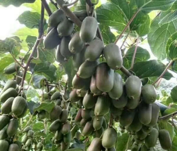 软枣猕猴桃种植基地