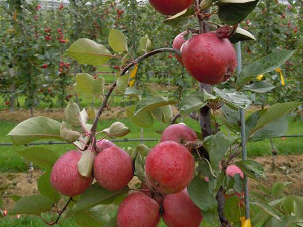 红肉苹果苗种植基地