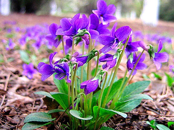 紫花地丁种植基地