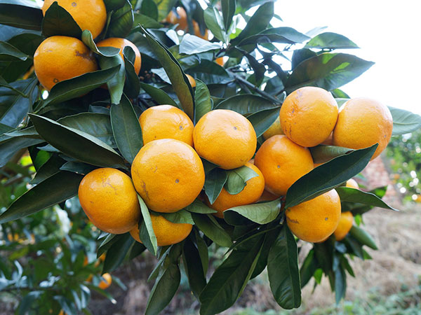 柑橘种植基地