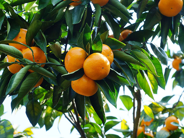 柑橘种植基地