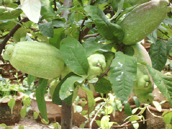 木瓜种植基地