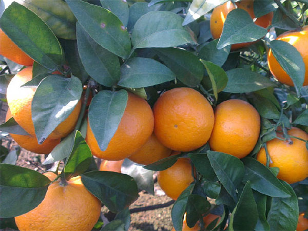 柑橘树苗基地