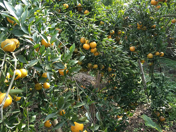 柑橘苗木基地