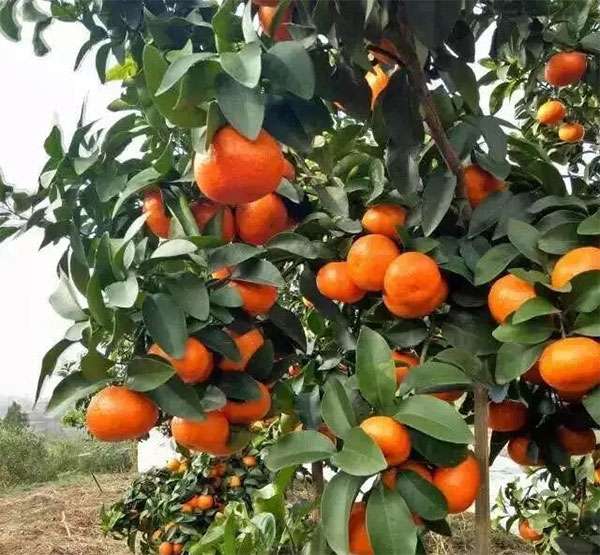 砂糖橘种植基地