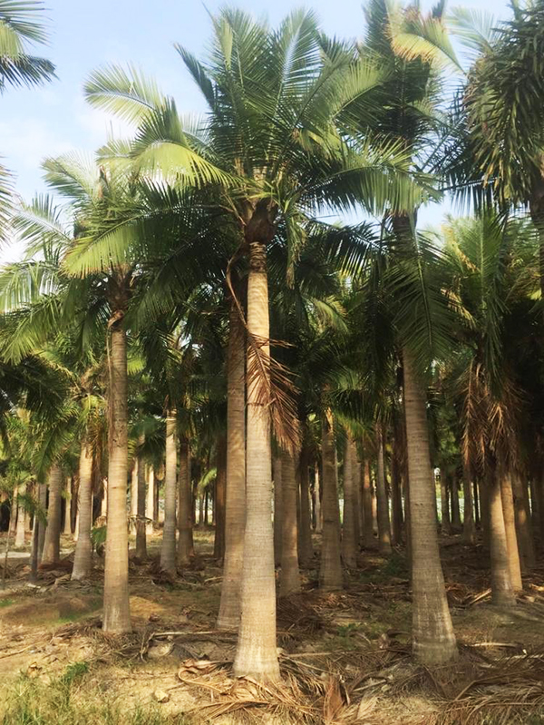 椰子种植基地