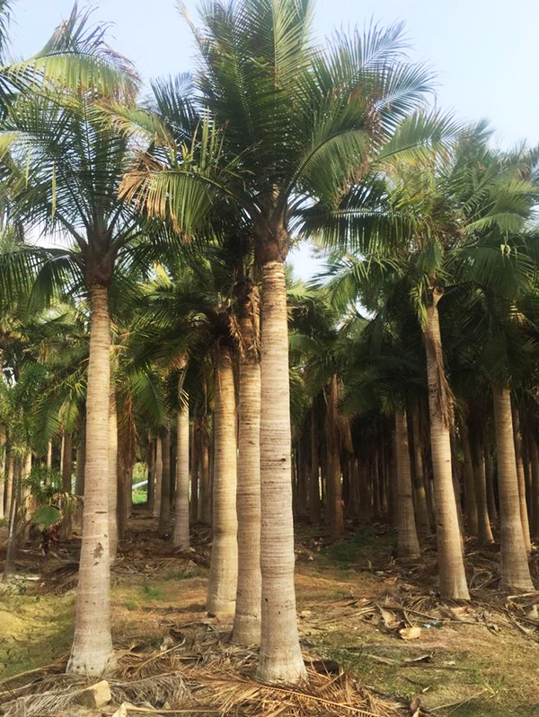 椰子树种植基地