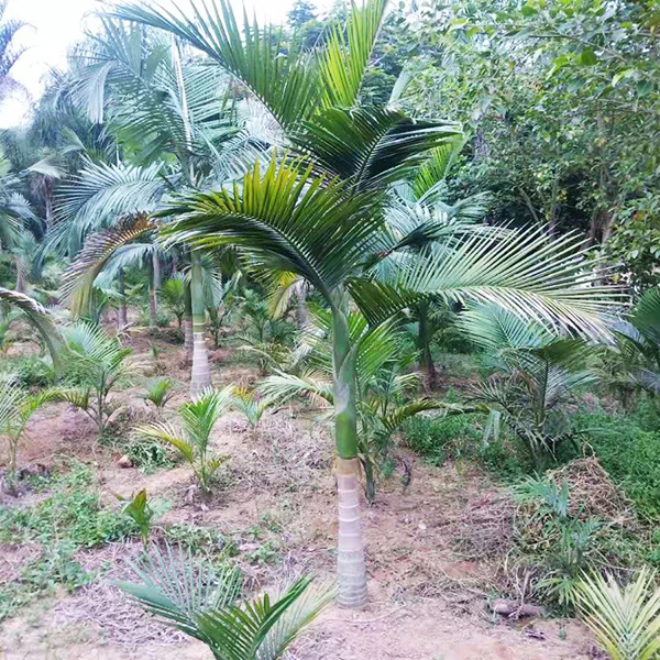 假槟榔树种植基地