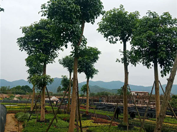 重阳木种植基地