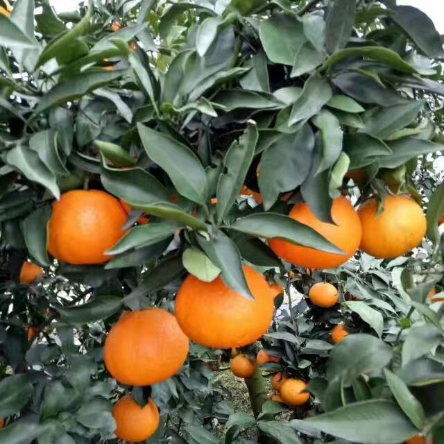 柑橘苗木基地