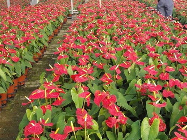 红掌花卉种植基地