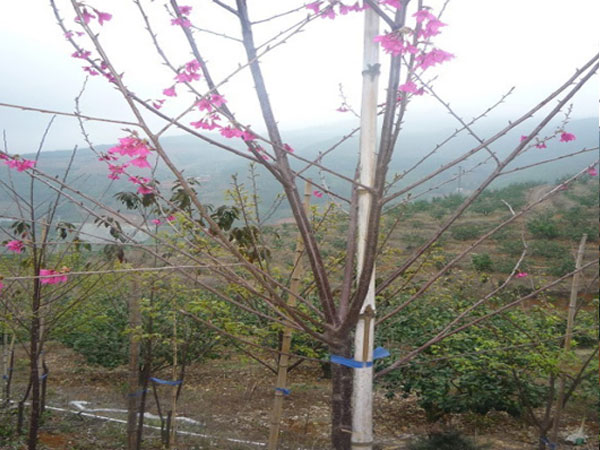 山樱花树种植基地