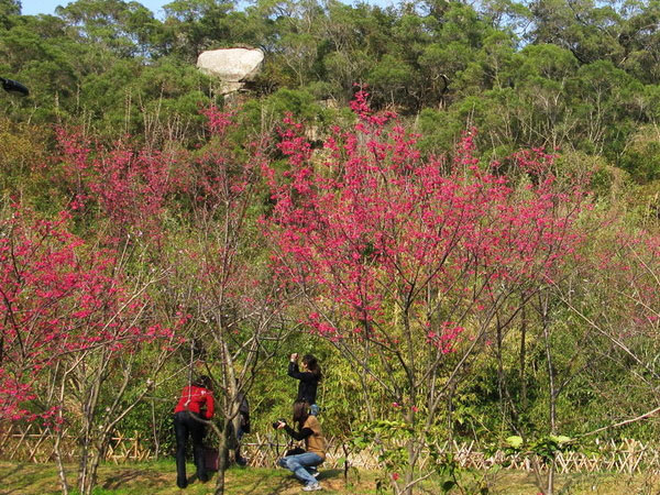 山樱花种植基地