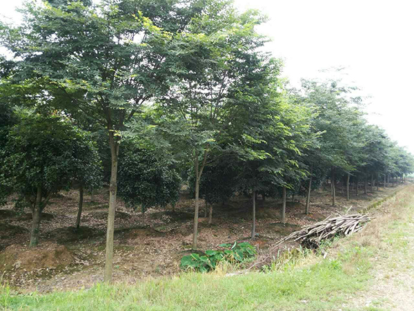 红榉苗木种植基地