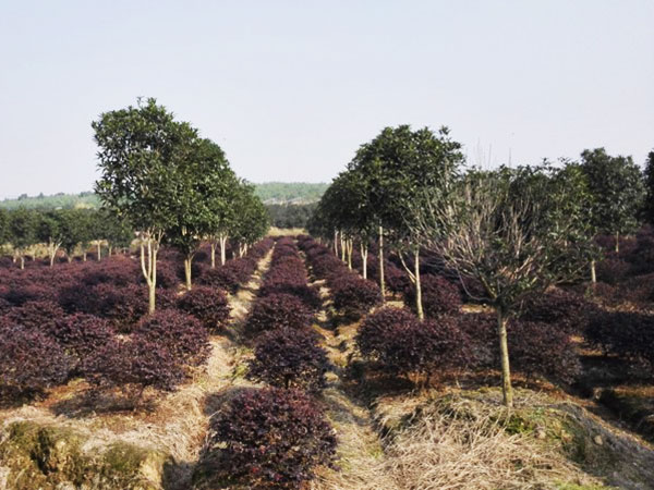 红檵木种植基地