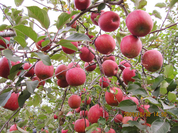 烟富苹果苗种植基地