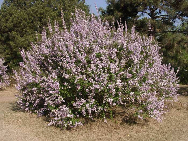 紫丁香种植基地
