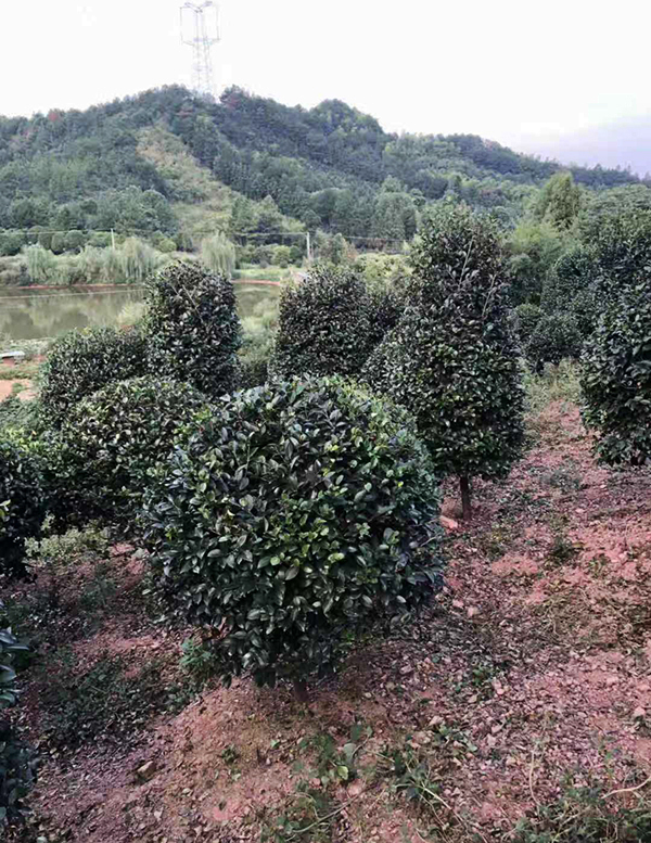 茶梅球种植基地