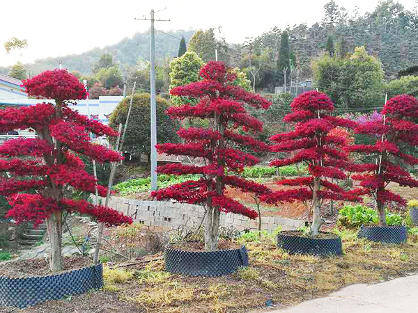 红花檵木种植基地
