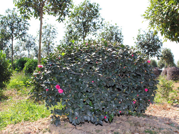 茶梅球种植基地
