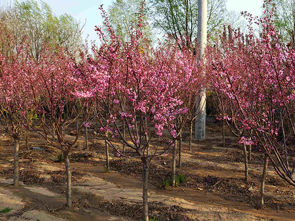 榆叶梅种植基地