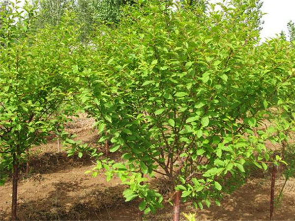 榆叶梅种植基地