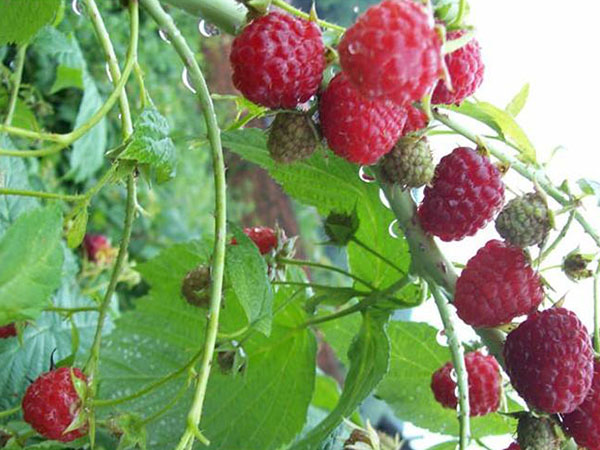 树莓种植基地