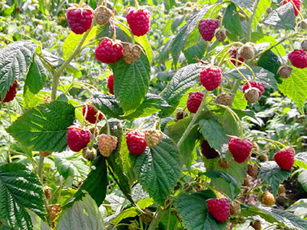 潍坊树莓苗基地