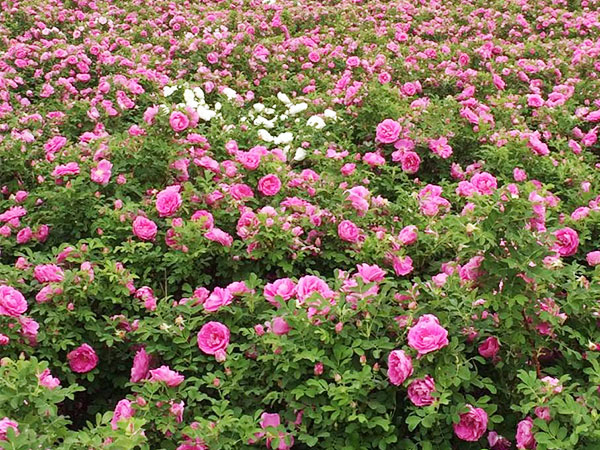多季玫瑰苗木种植基地