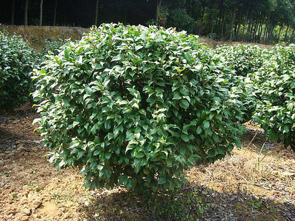 玉山茶梅种植基地