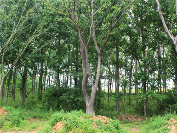 全椒榉树种植基地