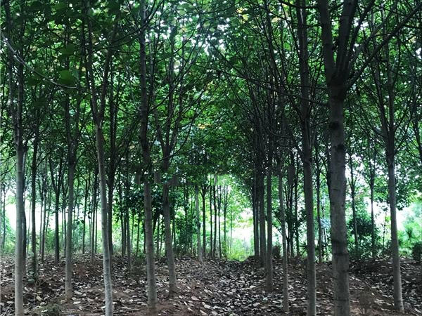 安庆市宏大园林绿化工程有限公司