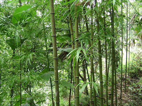 遵义方竹种植基地