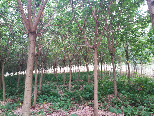 柳州市紫荆花苗木种植专业合作社
