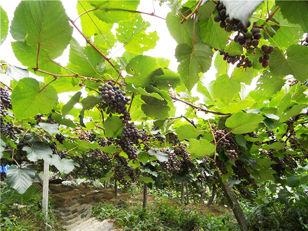 湖南山葡萄种植基地