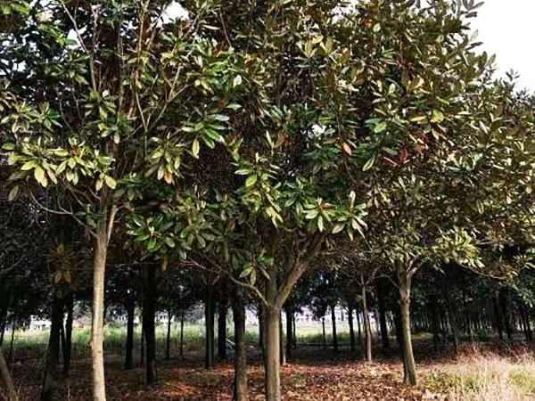 沅江市和谐苗木种植有限公司