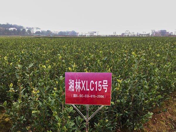 株洲油茶种植基地