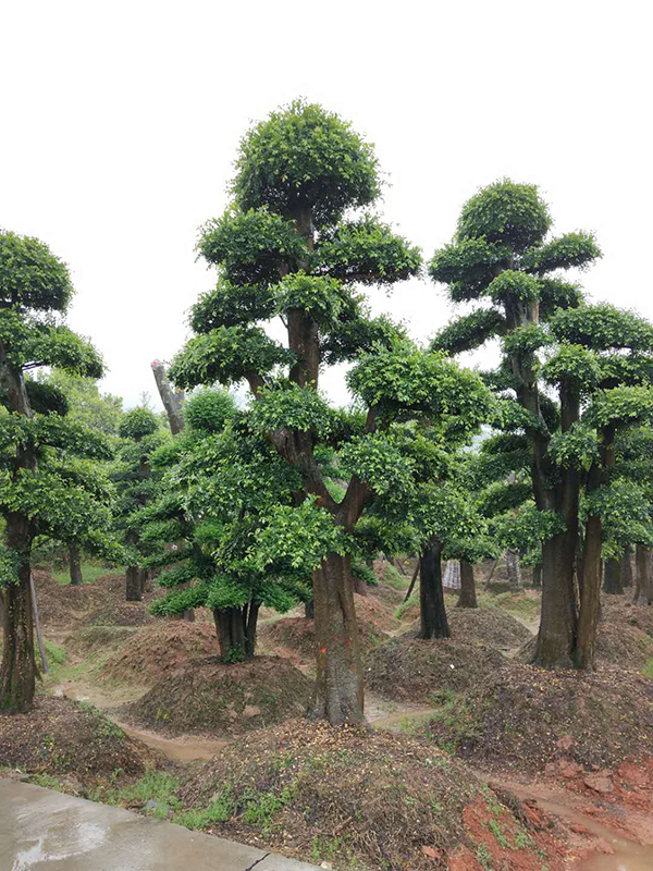 浏阳榆树种植基地