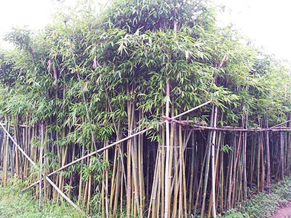 长沙粉单竹种植基地