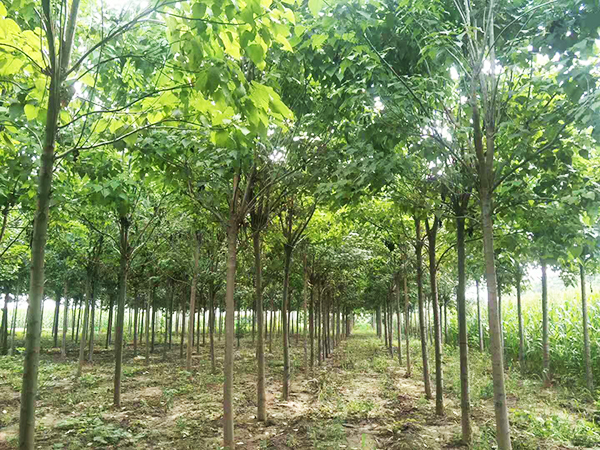 河南国森林业发展有限公司