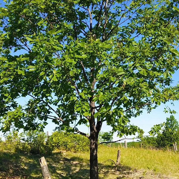 铁岭蒙古栎种植基地