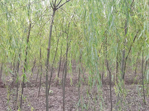 凤城垂柳种植基地